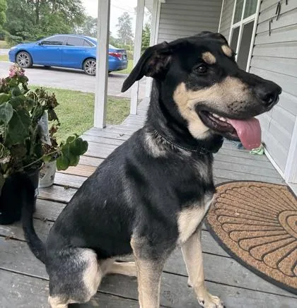 An adult large-sized female Retriever dog named Ruby for adoption in Brunswick, GA