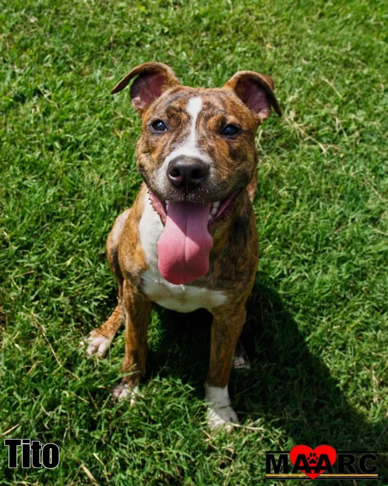 A baby medium-sized male Pit Bull Terrier dog named Tito for adoption in Maryville, TN