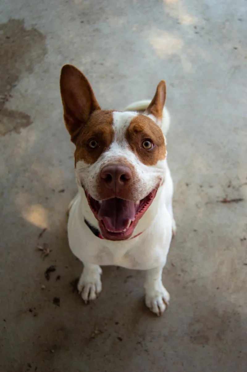 A young large-sized male Mixed Breed dog named Ajax for adoption in Du Quoin, IL