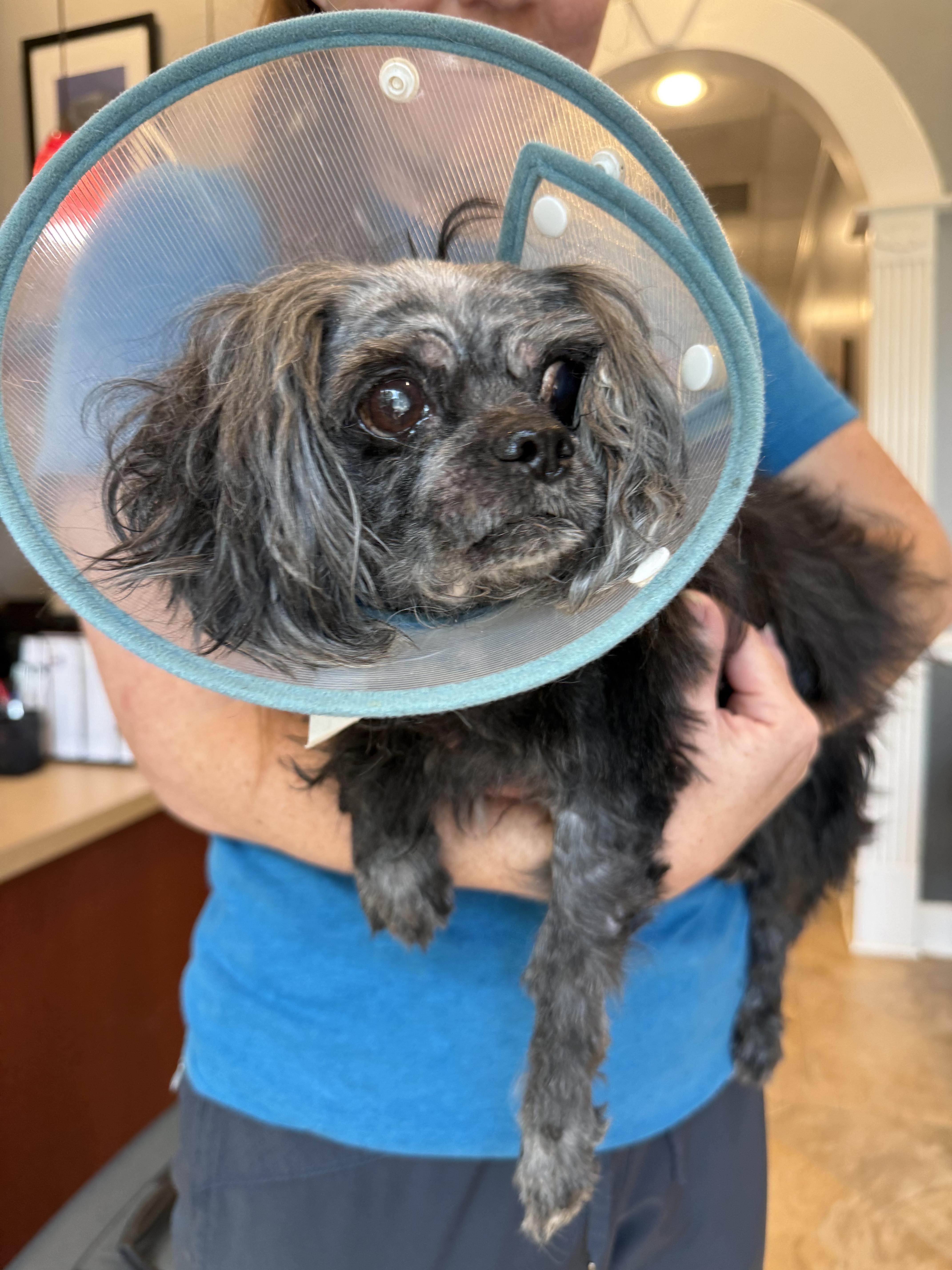 A senior medium-sized male Shih Tzu dog named Ewok for adoption in Hillsborough, NC