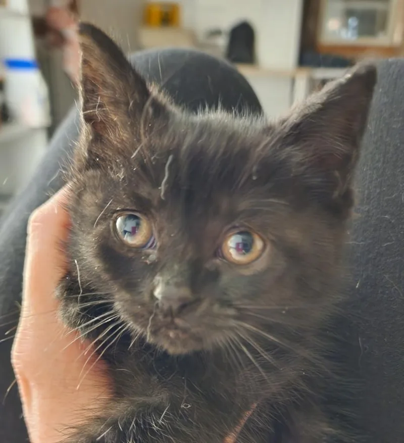 A baby small-sized female Domestic Short Hair cat named Carly for adoption in Meriden, CT