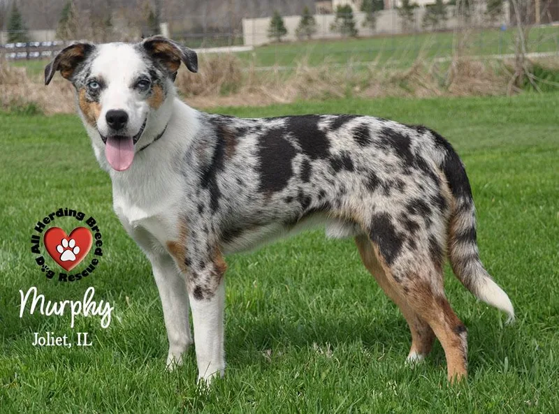 A baby medium-sized male Merle (Blue) Australian Shepherd dog named Murphy for adoption in Joliet, IL