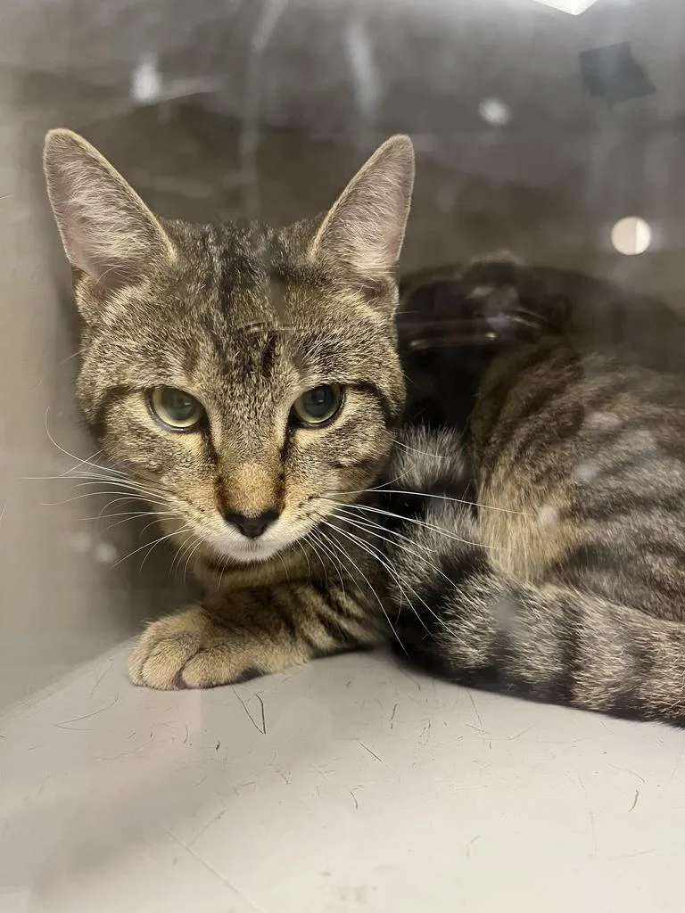 A young large-sized male Domestic Short Hair cat named Atticus for adoption in Greenfield, IN