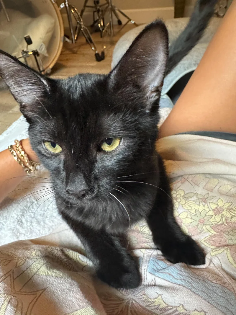 A baby small-sized female Black Domestic Short Hair cat named Inverness for adoption in San Juan Capistrano, CA