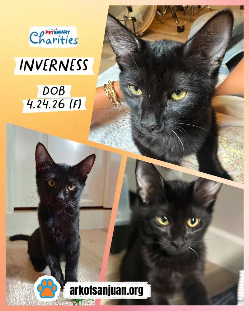 Inverness thumbnail 3