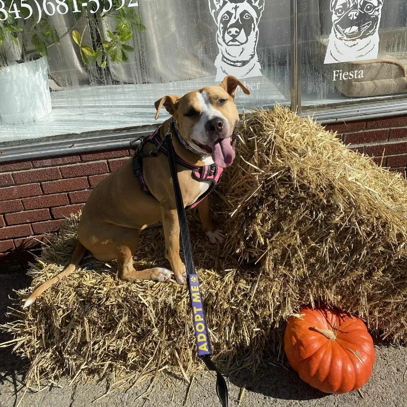 An adult large-sized female Red / Chestnut / Orange Mixed Breed dog named Mya for adoption in Saugerties, NY