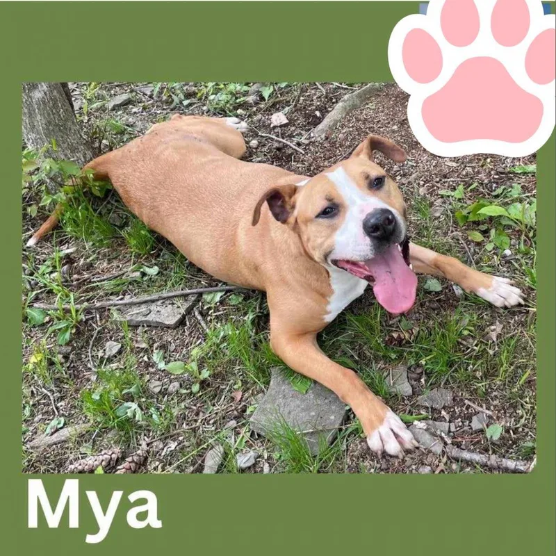 Mya thumbnail 6