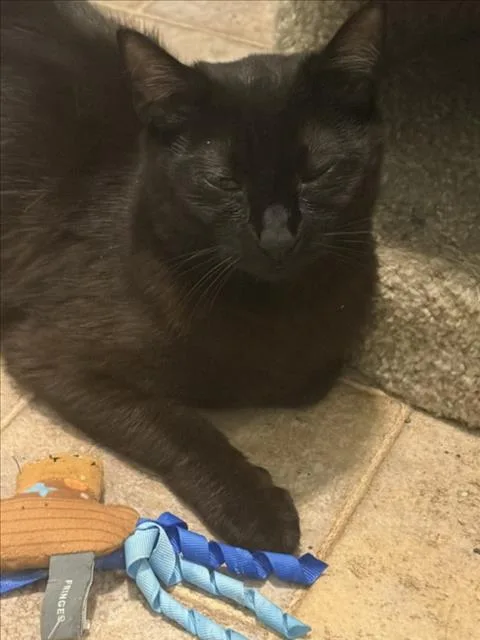 A young medium-sized female Domestic Short Hair cat named Caramel for adoption in Hagerstown, MD