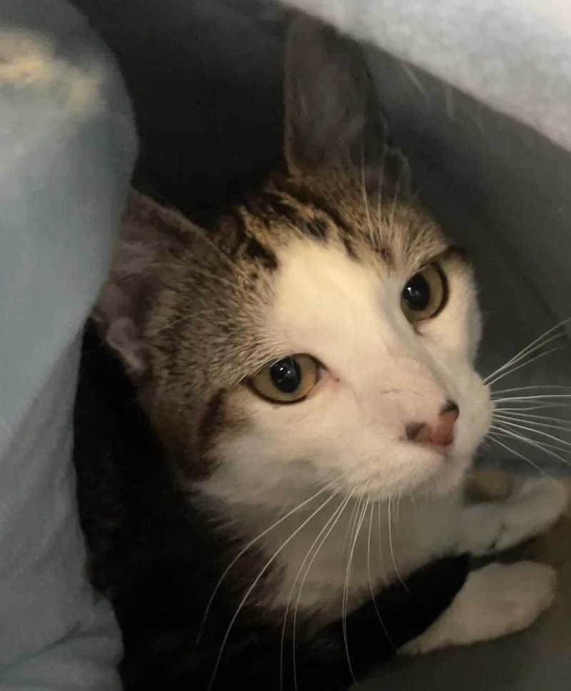 An adult medium-sized male Domestic Short Hair cat named Wobbles for adoption in Southbury, CT