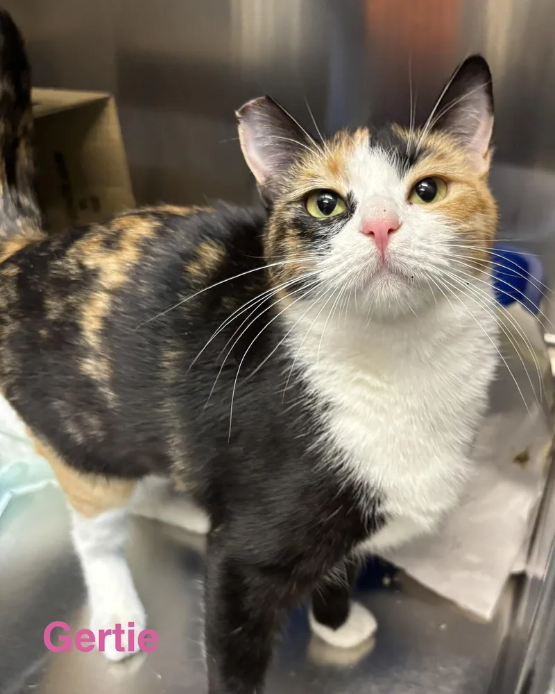 An adult medium-sized female Calico cat named Gertie for adoption in Las Vegas, NV