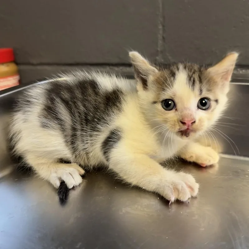 A baby small-sized female White Domestic Short Hair cat named Marley for adoption in Tuscaloosa, AL