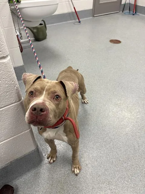 A young medium-sized female Pit Bull Terrier dog named Alice for adoption in Indianapolis, IN