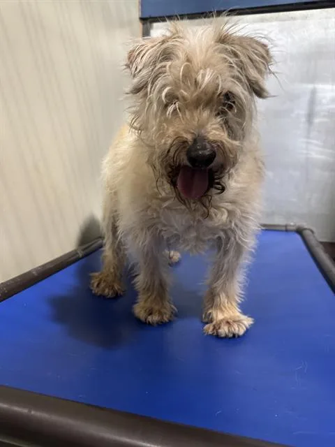 A senior small-sized male Maltese dog named Chungas for adoption in Bakersfield, CA