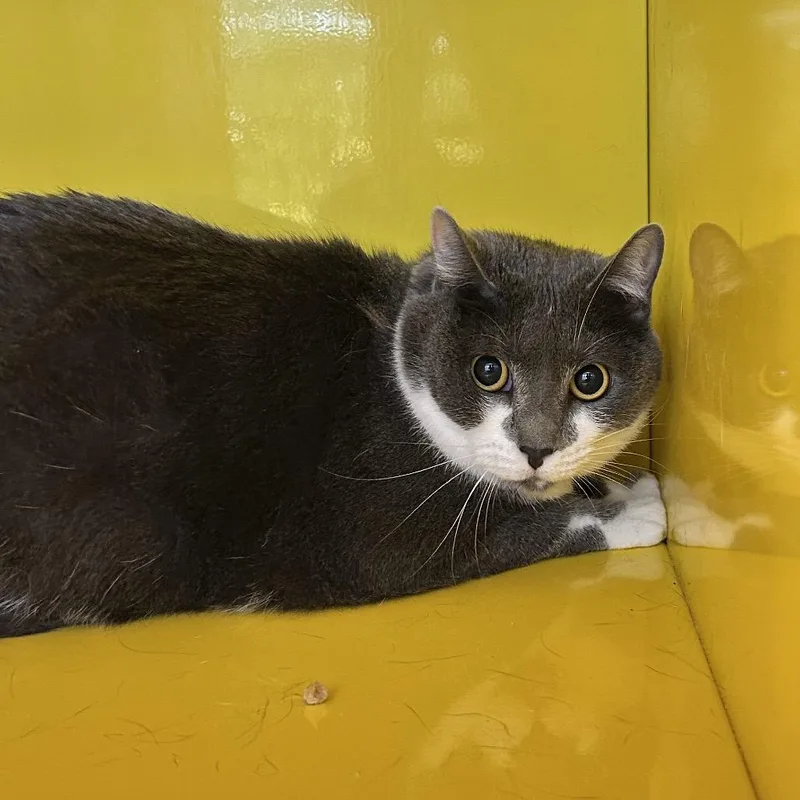 An adult large-sized female Gray / Blue / Silver Domestic Short Hair cat named Brooke for adoption in Abilene, TX