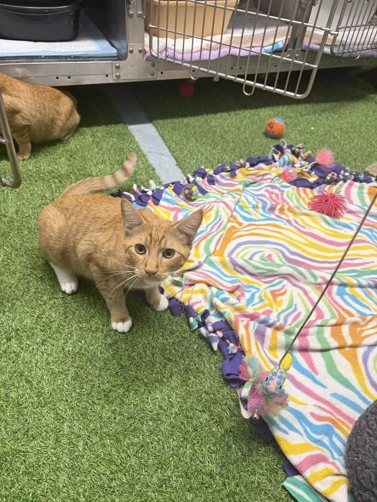 An adult medium-sized male Domestic Short Hair cat named Bagel for adoption in Stockton, CA