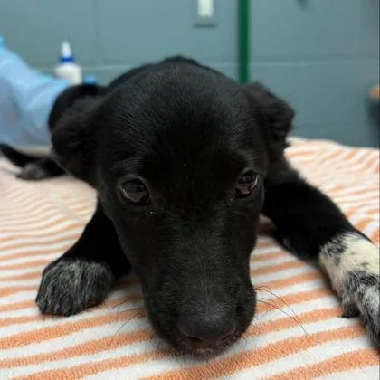 A young large-sized female Cattle Dog dog named Socks for adoption in Kansas City, MO