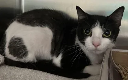 An adult small-sized female Domestic Short Hair cat named Maple for adoption in New Albany, IN
