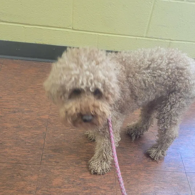An adult medium-sized male Red / Chestnut / Orange Miniature Poodle dog named Dexter for adoption in East Saint Louis, IL