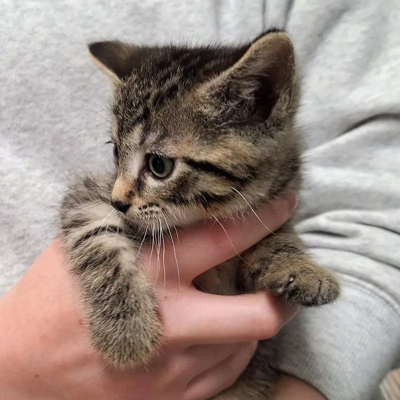 A baby small-sized male Gray / Blue / Silver Domestic Short Hair cat named Scooter for adoption in Attica, NY