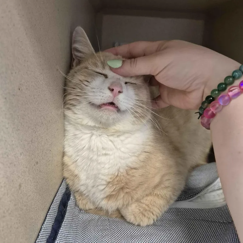 A young medium-sized male Cream / Ivory Domestic Short Hair cat named Gaazhagens for adoption in Gloucester, VA