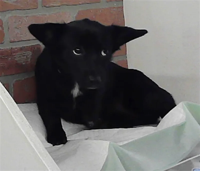 A young small-sized female Chihuahua dog named Silvia for adoption in Houston, TX