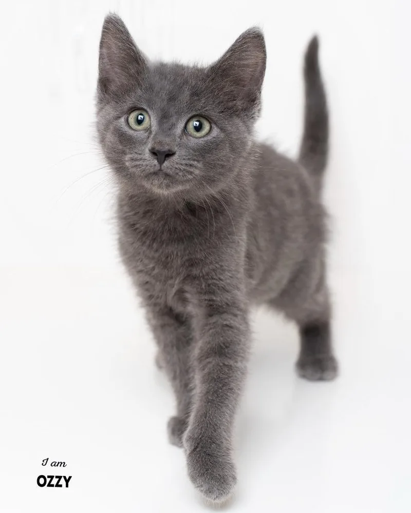 A baby small-sized male Domestic Short Hair cat named Ozzy for adoption in Boone, IA