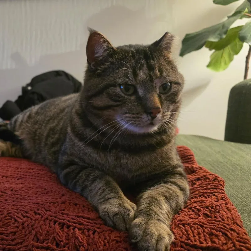 An adult large-sized male Domestic Short Hair cat named Biggie for adoption in Minneapolis, MN