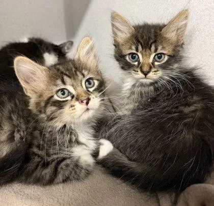 A baby small-sized male Domestic Short Hair cat named Sam Cat for adoption in Sacramento, CA
