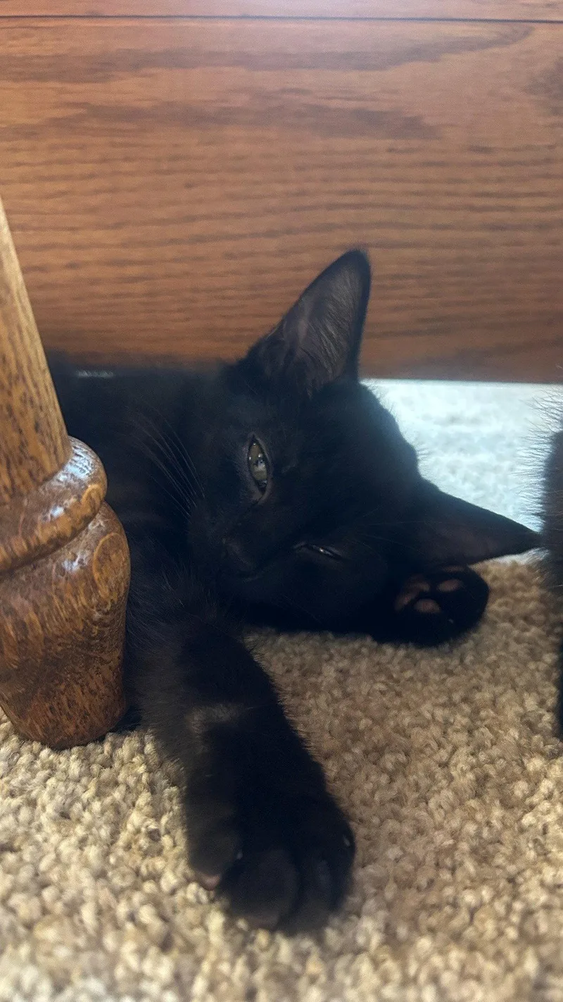 A baby medium-sized male Black Domestic Short Hair cat named Blue Apple for adoption in Broomall, PA