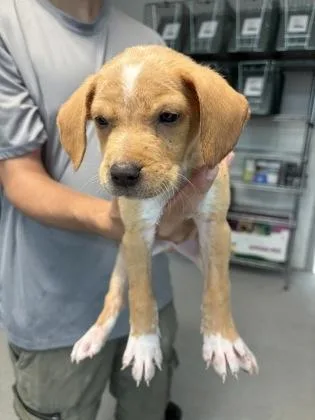 A baby small-sized male Mixed Breed dog named Onyx for adoption in Savannah, GA