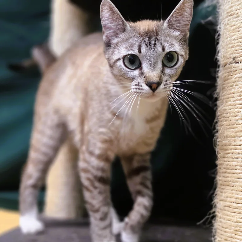 A young medium-sized female Siamese cat named Jury for adoption in Lowell, AR