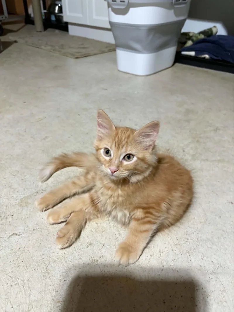 A baby medium-sized female Tabby (Orange / Red) Domestic Short Hair cat named Penny for adoption in Herculaneum, MO