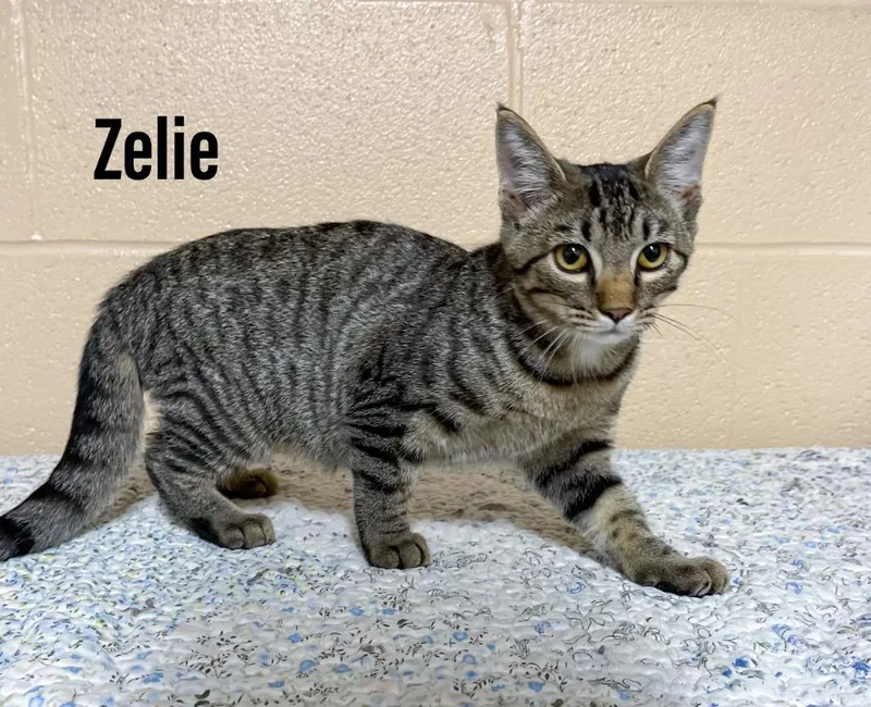 A baby medium-sized female Domestic Short Hair cat named Zelie for adoption in Clearfield, KY