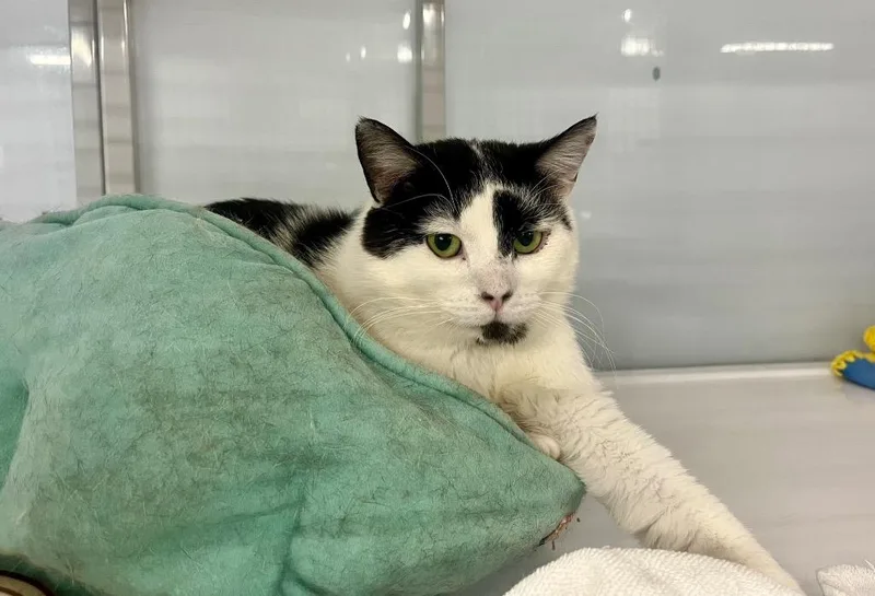 A young medium-sized male Domestic Short Hair cat named Ducklett for adoption in Raleigh, NC