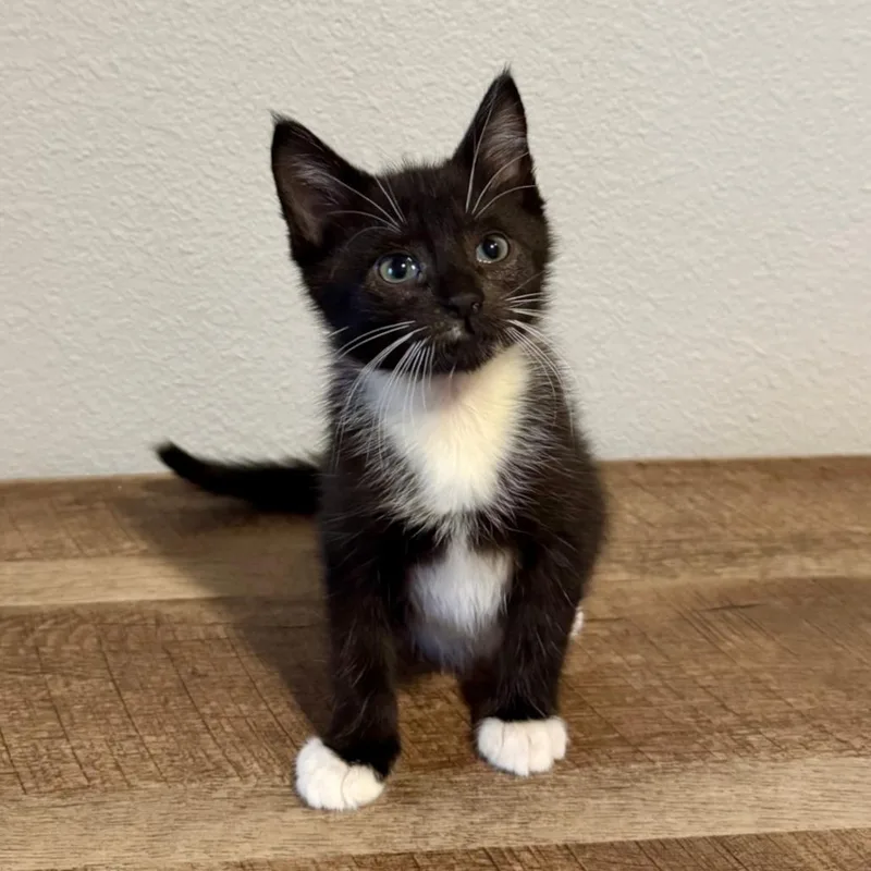 A baby small-sized female Black Domestic Short Hair cat named Doc for adoption in Houston, TX