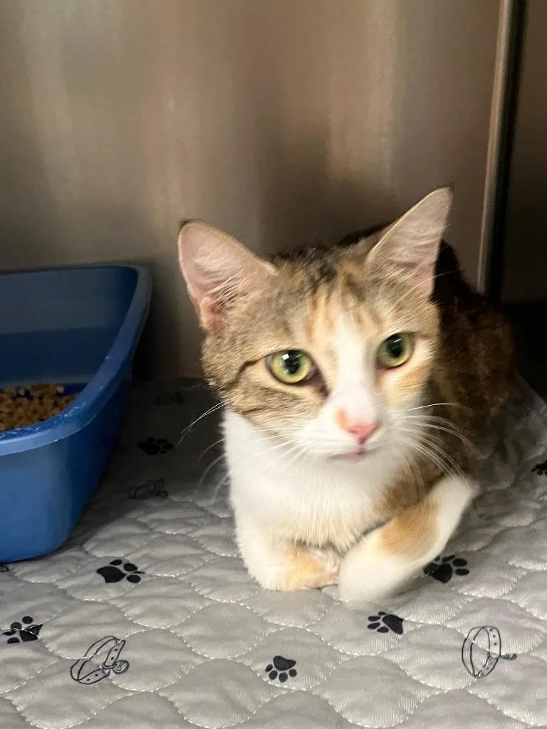 A young small-sized female Domestic Short Hair cat named Pizza for adoption in Lunenburg, MA