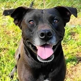 An adult medium-sized male Labrador Retriever dog named Zane for adoption in Chelmsford, MA