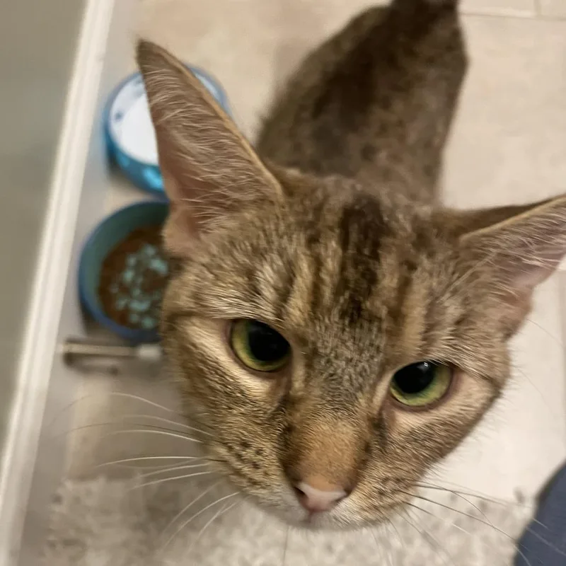 An adult small-sized female Brown / Chocolate Domestic Short Hair cat named Miss Kay for adoption in Bel Air, MD