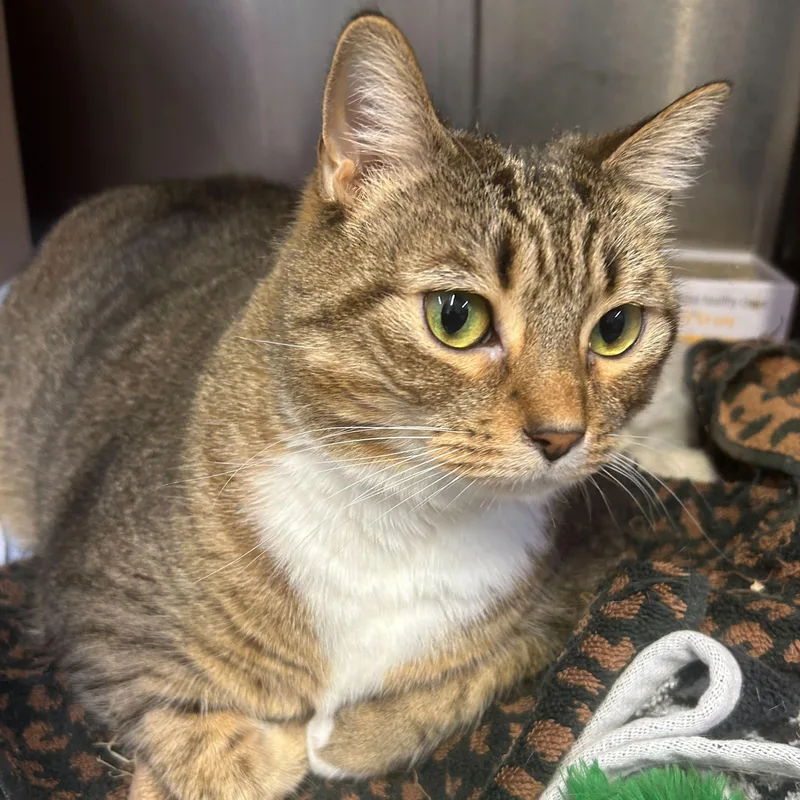 An adult large-sized female Tabby (Brown / Chocolate) Domestic Short Hair cat named Stella for adoption in Waltham, MA