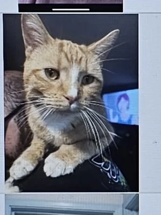 An adult small-sized male Domestic Short Hair cat named Eric for adoption in Cincinnati, OH