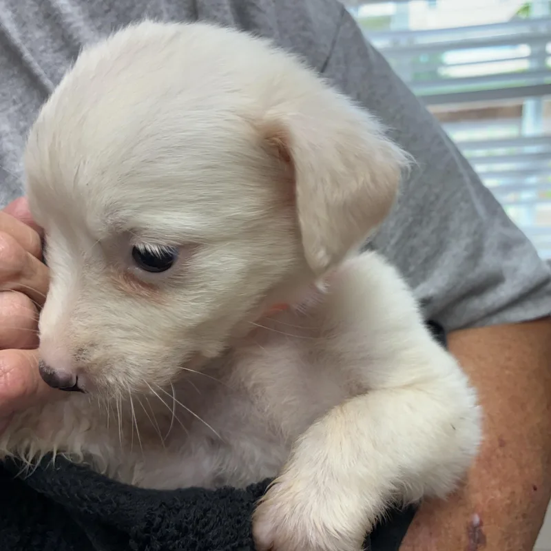 A baby small-sized female White / Cream Chihuahua dog named Porcelain for adoption in Woodruff, SC