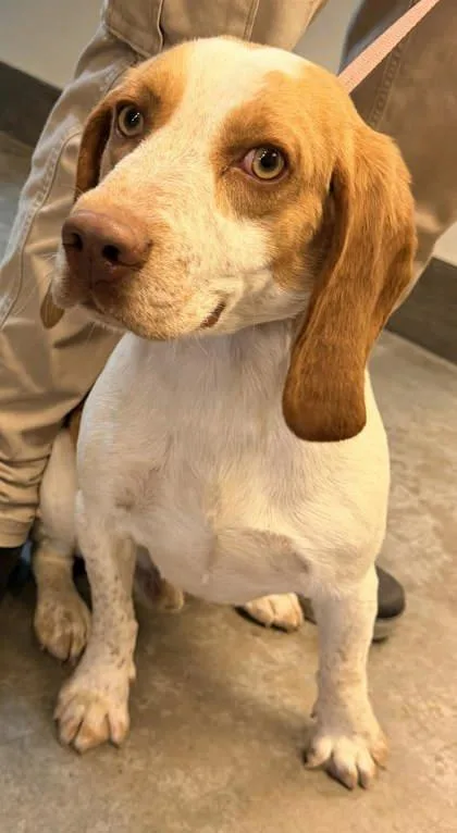 An adult medium-sized male Beagle dog named Pablo for adoption in Bowling Green, KY