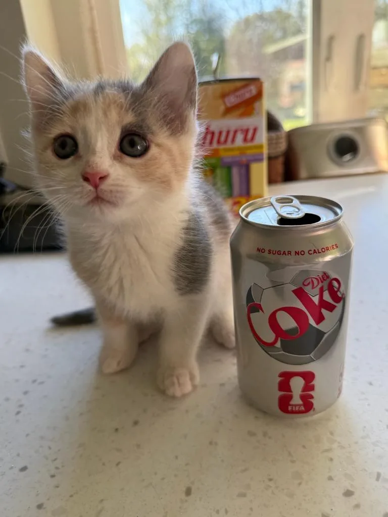 A baby medium-sized female Calico cat named Thelma for adoption in La Porte, IN