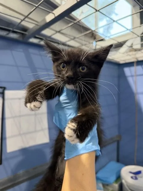 A baby small-sized male Domestic Short Hair cat named Shane for adoption in San Bernardino, CA