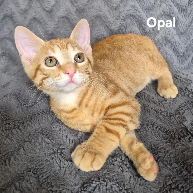 A baby small-sized female Orange / Red Domestic Short Hair cat named Opal for adoption in Matteson, IL
