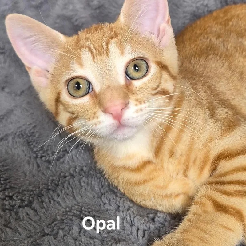 Opal thumbnail 2