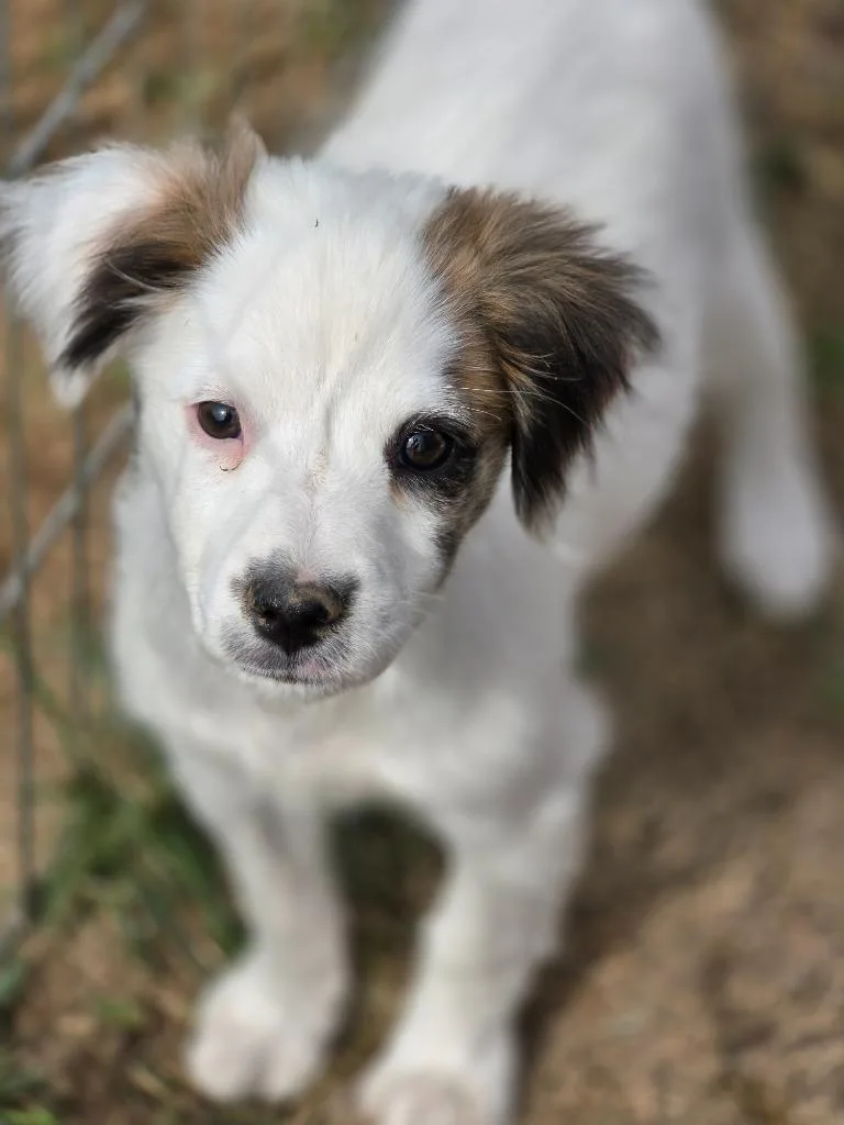 A baby medium-sized male Australian Shepherd dog named Anderson for adoption in Carthage, MO