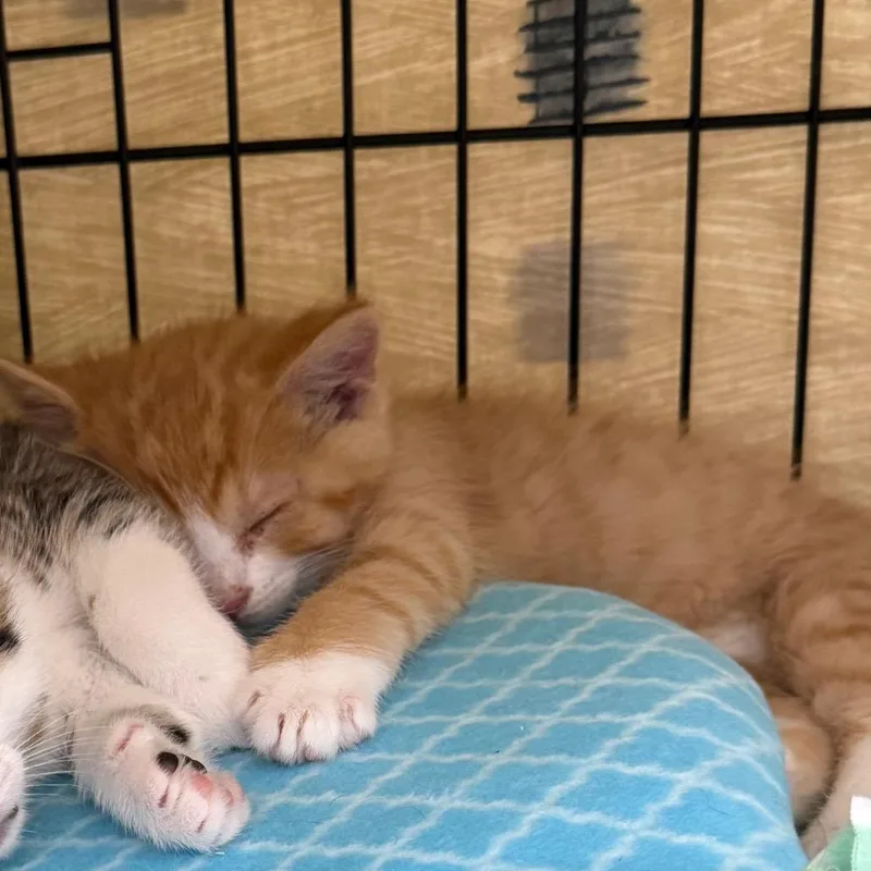 A baby small-sized male Orange / Red Domestic Short Hair cat named Bumpkin for adoption in Bismarck, ND