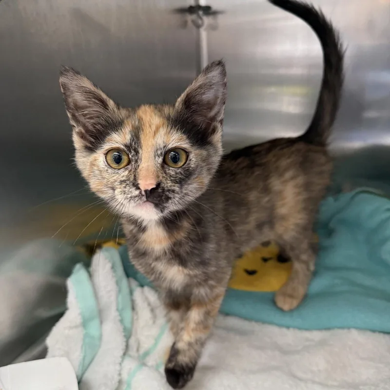 A baby small-sized female Brown / Chocolate Domestic Short Hair cat named Kestrel for adoption in Oakland, CA