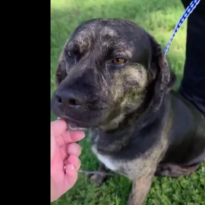 An adult medium-sized male Brindle Beagle dog named German Bologna Sandwich for adoption in Jasper, IN